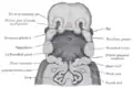 Head and neck at 32 days