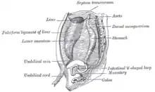 Cross-section showing the primitive mesentery of a six weeks' human embryo