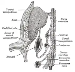 Schematic figure of the bursa omentalis, etc. The human embryo of eight weeks