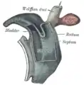 Cloaca of human embryo from twenty-five to twenty-seven days old