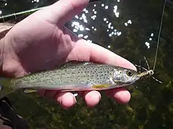 Grebe Lake grayling