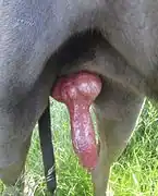 Penis of a dog (Great Dane)