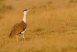 Great Indian bustard at the Naliya grasslands, Kutch