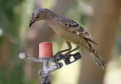 Male showing beginnings of bright plumage on nape of neck