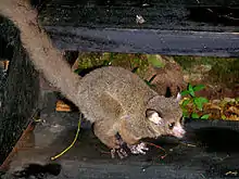 Brown galago