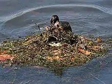 Adult covering eggs in floating nest