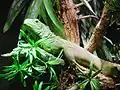 Green iguana