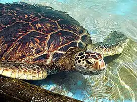 Green sea turtle