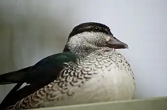 Adult female, Perth Zoo