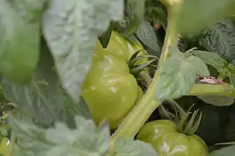 Tomatoes being collected from the field, Maharashtra, India