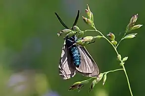 Ventral view