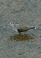 Wintering adult Bharathapuzha river Thrithala Palakkad, Kerala India