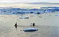 Kayaking in Ilulissat