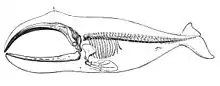 Drawing of long backbone, 13 ribs (two vestigial) large, curved upper and lower jawbones that occupy a third of the body, four multijointed "fingers" inside pectoral fin and connecting bone, enclosed in body outline