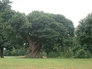 One of the ancient sweet chestnut trees, with distinctive spiralling bark