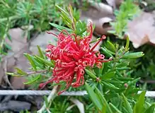 red flower closeup