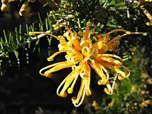 orange-yellow flower closeup