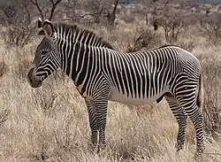 Black and white striped zebra