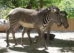 Grevy's zebras.