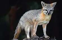 Gray fox on a rock