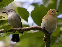 Left: Grey Rarotonga monarch, at least 4 years old. Right: Orange Rarotonga monarch with yellow in its beak, under 1 year old. The plumage colouration is age dependant, not sexually dimorphic.