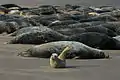 Grey seals at Donna Nook