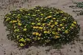 Grindelia hirsutula patch in Marin County