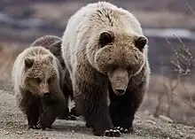 A mother bear standing next to her cubs