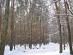 Grunewald in winter