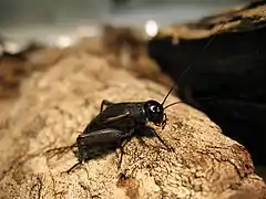 A female fall field cricket, Gryllus pennsylvanicus