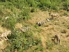 The wolves of Chabrières