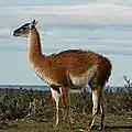 A guanaco in northern Chile