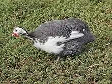 Adult "pied" domestic guineafowl