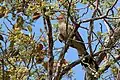 in the Pantanal, Brazil