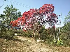 Gulmahor tree (Delonix regia) with flowers, Haridwar, India