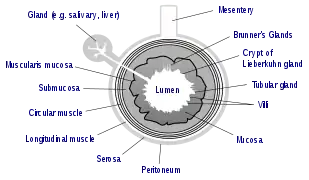 General structure of the gut wall showing the submucosa.