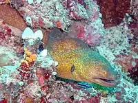 Yellow-edged moray