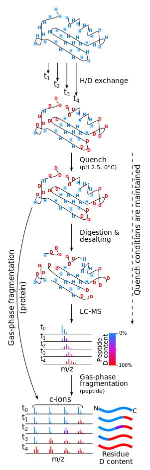 An illustration of an experimental workflow in hydrogen/deuterium exchange measured by mass spectrometry.