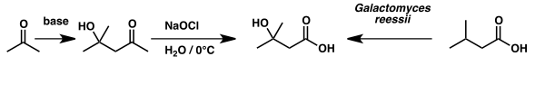 HMB synthesis diagram