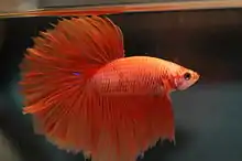 Varieties bred of Siamese fighting fish, the Halfmoon male displaying his flared opercula.