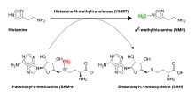 Histamine inactivation by HNMT