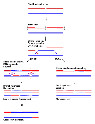 HR schematic diagram