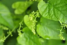 Flower buds from Hablitzia tamnoides