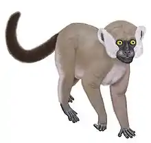 A giant lemur walks on all four feet, with a long dark tail held in the air. The head has a short snout (for a lemur) and white ruffed fur running from around the ears to the jaw.