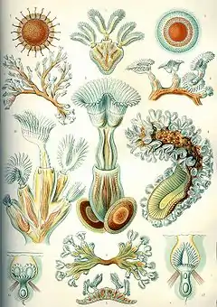 Bryozoa