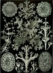 Lichen (Lichenes)