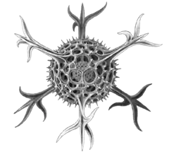 The elaborate silica shells of microscopic marine radiolarians can eventually produce opal.