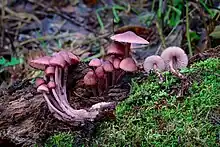 alt=Two purplish-pink
 mushrooms with bell-shaped caps; one mushroom is growing in rotting wood, the other has been pulled out and lies beside it.