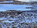 Feeding on the rocky shore