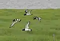 Four adults in flight (Hamburger Hallig, North Frisia)